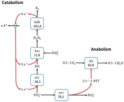 Cyclic Conversions in the Nitrogen Cycle